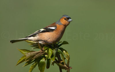 Chaffinch