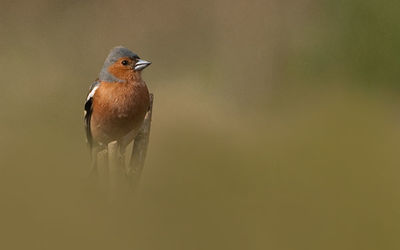 British Birds