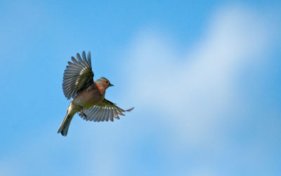 Chaffinch