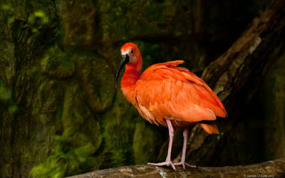Non British Birds