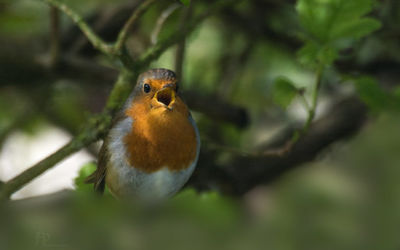 Robin in full voice