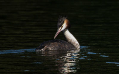 Great Crested Grebe