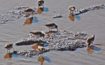 Dunlins