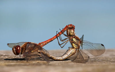 Common Darter Dragonflies