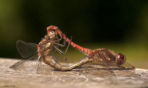 Insects and bugs