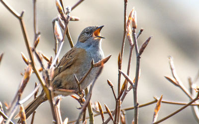 Dunnock