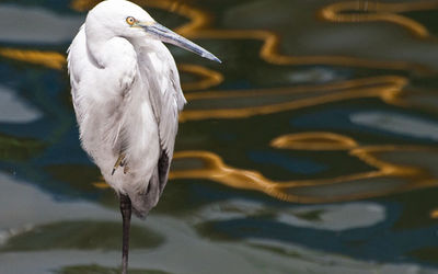 Egret