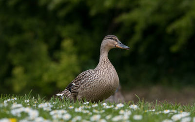 Mallard