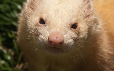 Ferret