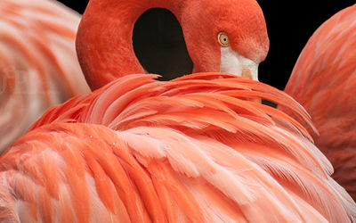 Manfred Mann's friend