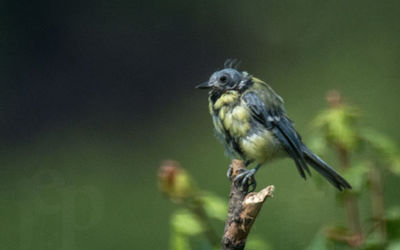 Fledgling Blue tit