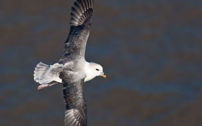 Fulmar