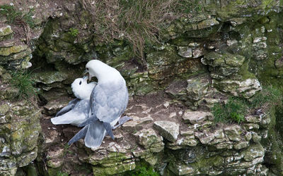 Fulmars - Love on the rocks