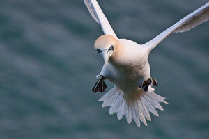 Seabirds