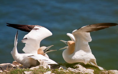 Gannets