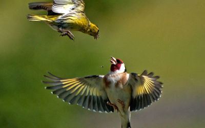 Siskin in dispute with Goldfinch