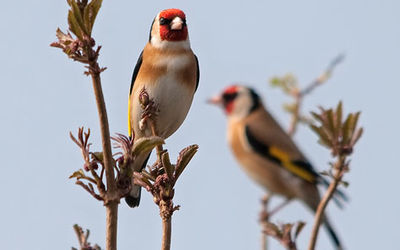Goldfinches