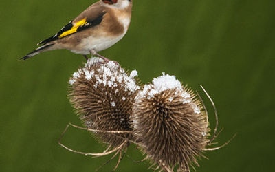 Goldfinch on teasel