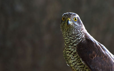 Goshawk