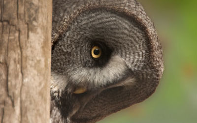 Aaah, Great Grey Owl