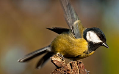 Great Tit