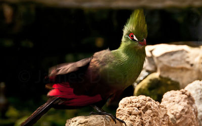 Green-Crested Touraco