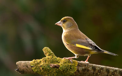 Greenfinch