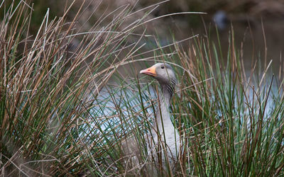 Greylag Goose