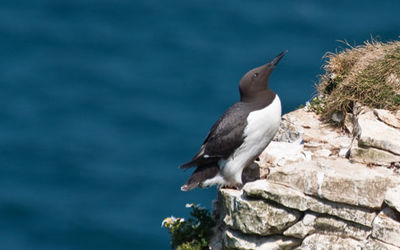 Guillimot