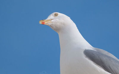 Herring Gull