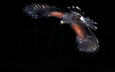 Harris Hawk