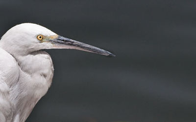 Egret