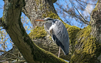 heron