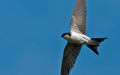 House martin