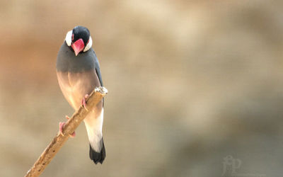 Java Sparrow
