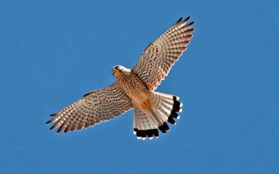 Kestrel