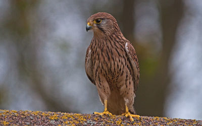 Kestrel