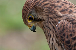 Captive birds