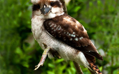 Kookaburra