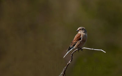 Linnet