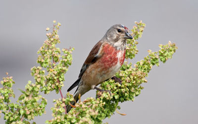 Linnet