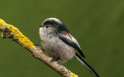 Long-tailed Tit