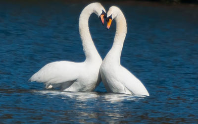 Love Swans