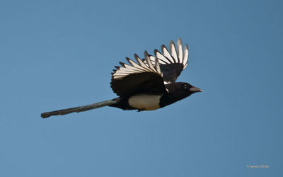 Magpie