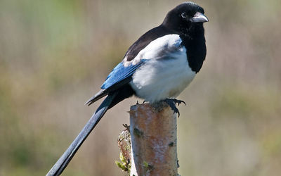 Magpie