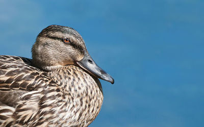Water Fowl