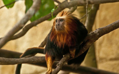 Golden Headed Lion Tamarin