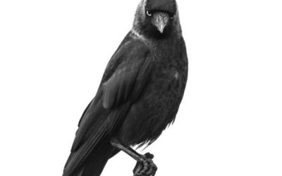Jackdaw