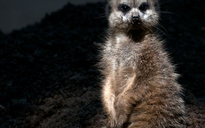 Moonlighting meerkat