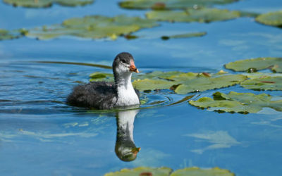 Coot Chick (cootling?)